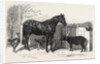 Russian Pony and Sheep from Bomarsund Brought by Captain Hall H.M.S. Hecla 1854 by Anonymous