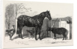 Russian Pony and Sheep from Bomarsund Brought by Captain Hall H.M.S. Hecla 1854 by Anonymous