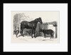 Russian Pony and Sheep from Bomarsund Brought by Captain Hall H.M.S. Hecla 1854 by Anonymous