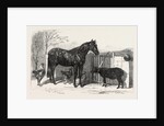 Russian Pony and Sheep from Bomarsund Brought by Captain Hall H.M.S. Hecla 1854 by Anonymous