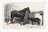 Russian Pony and Sheep from Bomarsund Brought by Captain Hall H.M.S. Hecla 1854 by Anonymous