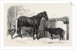 Russian Pony and Sheep from Bomarsund Brought by Captain Hall H.M.S. Hecla 1854 by Anonymous
