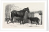 Russian Pony and Sheep from Bomarsund Brought by Captain Hall H.M.S. Hecla 1854 by Anonymous