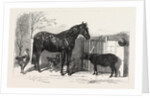 Russian Pony and Sheep from Bomarsund Brought by Captain Hall H.M.S. Hecla 1854 by Anonymous