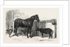 Russian Pony and Sheep from Bomarsund Brought by Captain Hall H.M.S. Hecla 1854 by Anonymous