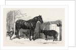 Russian Pony and Sheep from Bomarsund Brought by Captain Hall H.M.S. Hecla 1854 by Anonymous