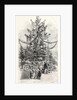 Gigantic Christmas Tree at the Crystal Palace Sydenham UK 1854 by Anonymous