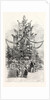Gigantic Christmas Tree at the Crystal Palace Sydenham UK 1854 by Anonymous