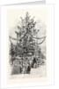 Gigantic Christmas Tree at the Crystal Palace Sydenham UK 1854 by Anonymous