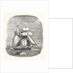 Spanish Vessel Arriving with Christmas Fruit 1854 by Anonymous