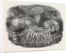 Sea Anemones in the Gardens of the Zoological Society Regent's Park London UK 1854 by Anonymous