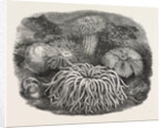 Sea Anemones in the Gardens of the Zoological Society Regent's Park London UK 1854 by Anonymous