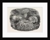 Sea Anemones in the Gardens of the Zoological Society Regent's Park London UK 1854 by Anonymous