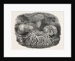 Sea Anemones in the Gardens of the Zoological Society Regent's Park London UK 1854 by Anonymous