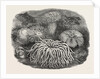 Sea Anemones in the Gardens of the Zoological Society Regent's Park London UK 1854 by Anonymous