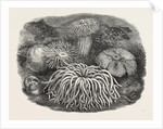 Sea Anemones in the Gardens of the Zoological Society Regent's Park London UK 1854 by Anonymous