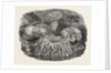 Sea Anemones in the Gardens of the Zoological Society Regent's Park London UK 1854 by Anonymous