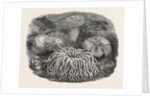 Sea Anemones in the Gardens of the Zoological Society Regent's Park London UK 1854 by Anonymous
