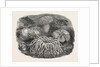 Sea Anemones in the Gardens of the Zoological Society Regent's Park London UK 1854 by Anonymous