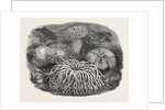 Sea Anemones in the Gardens of the Zoological Society Regent's Park London UK 1854 by Anonymous