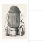 Monster Cactus, at the Royal Botanic Gardens, Kew, London, 1846 by Anonymous