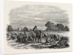 Agricultural Pictures: Wheat Harvest by Anonymous