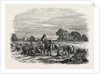 Agricultural Pictures: Wheat Harvest by Anonymous