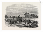 Agricultural Pictures: Wheat Harvest by Anonymous