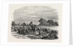 Agricultural Pictures: Wheat Harvest by Anonymous