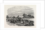 Agricultural Pictures: Wheat Harvest by Anonymous