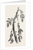Diseased Stem of a Potato Plant, Natural Size by Anonymous