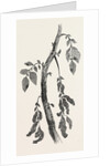Diseased Stem of a Potato Plant, Natural Size by Anonymous