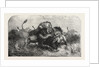 Dr Livingstone's Missionary Travels and Researchers in South Africa: Three Lions Attempting to Drag Down a Buffalo by Anonymous