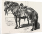 Japanese Horse, 1861 by Anonymous