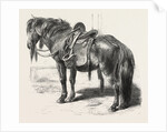 Japanese Horse, 1861 by Anonymous