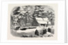 Lumbering in New Brunswick, Lumberman's Camp House, 1858 by Anonymous