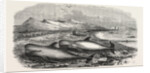 Shoal of Whales in the Solway Firth, 1855 by Anonymous