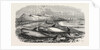 Shoal of Whales in the Solway Firth, 1855 by Anonymous