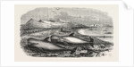 Shoal of Whales in the Solway Firth, 1855 by Anonymous
