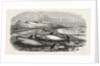 Shoal of Whales in the Solway Firth, 1855 by Anonymous