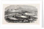 Shoal of Whales in the Solway Firth, 1855 by Anonymous
