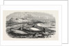 Shoal of Whales in the Solway Firth, 1855 by Anonymous