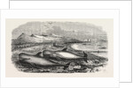 Shoal of Whales in the Solway Firth, 1855 by Anonymous