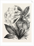 Jasmine-Flower Rhododendron by Anonymous