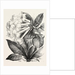 Jasmine-Flower Rhododendron by Anonymous