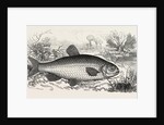 The Chub by Anonymous