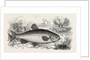 The Chub by Anonymous