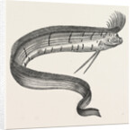 The Rare Fish (Regalecus Glesne), Caught Off Cullercoats and Exhibited for a Short Time at Newcastle-Upon-Tyne, UK, 1849 by Anonymous