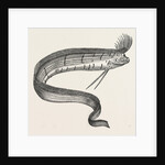 The Rare Fish (Regalecus Glesne), Caught Off Cullercoats and Exhibited for a Short Time at Newcastle-Upon-Tyne, UK, 1849 by Anonymous