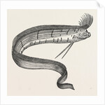 The Rare Fish (Regalecus Glesne), Caught Off Cullercoats and Exhibited for a Short Time at Newcastle-Upon-Tyne, UK, 1849 by Anonymous